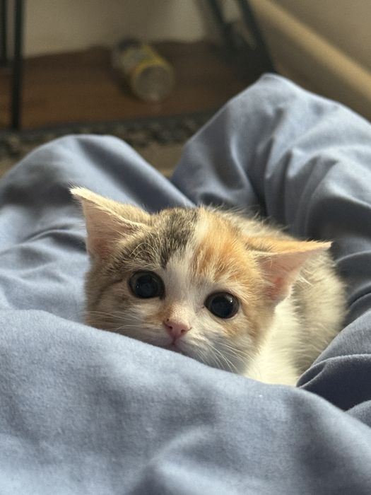 Котёнок, 5 месяцев