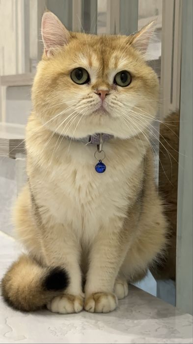 Кот на вязку привазной кот