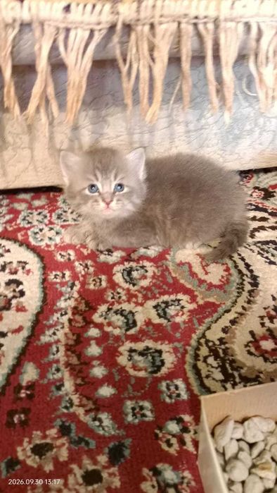 Породистые котята