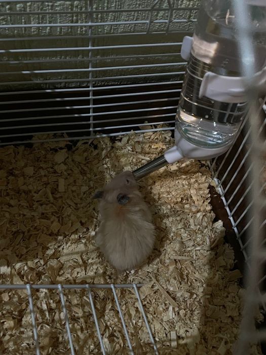 Хомячок сирийский