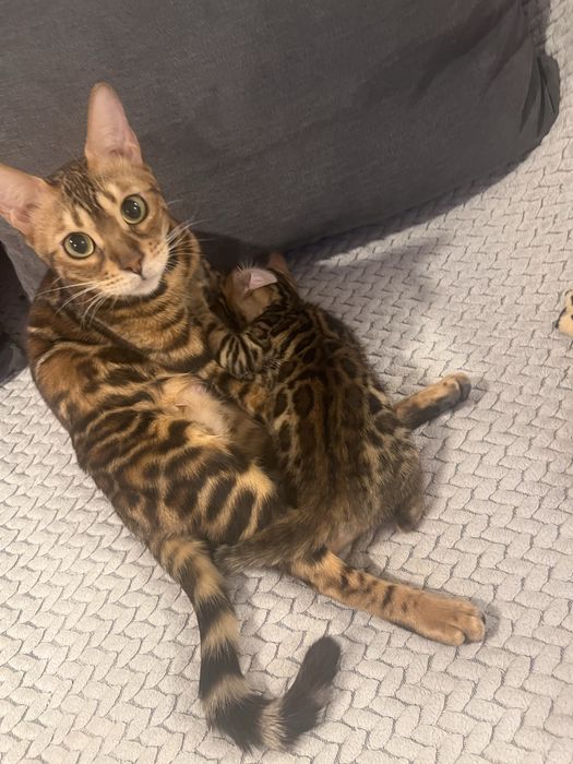 Pisica rasa bengal