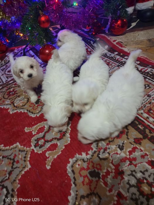 Малтийска болонка - малки пухени сладурчета