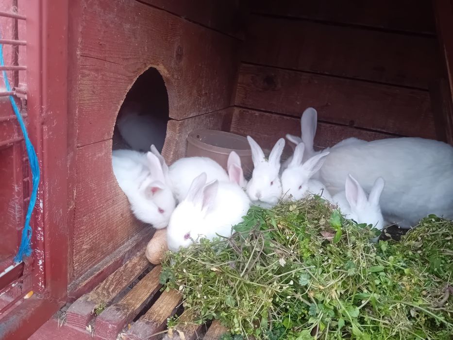 Iepuraș de6 saptamini de vinzare