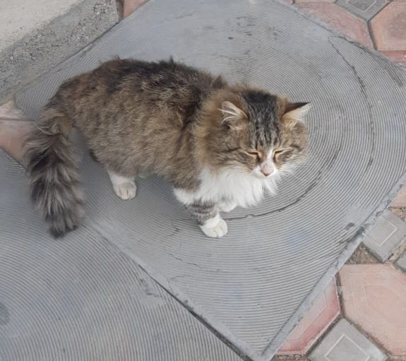 Отдаём в добрые руки молодого котика