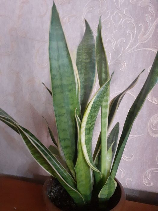 Продаю цветок сансевера