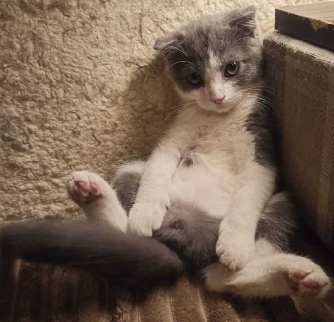 Породистые котята