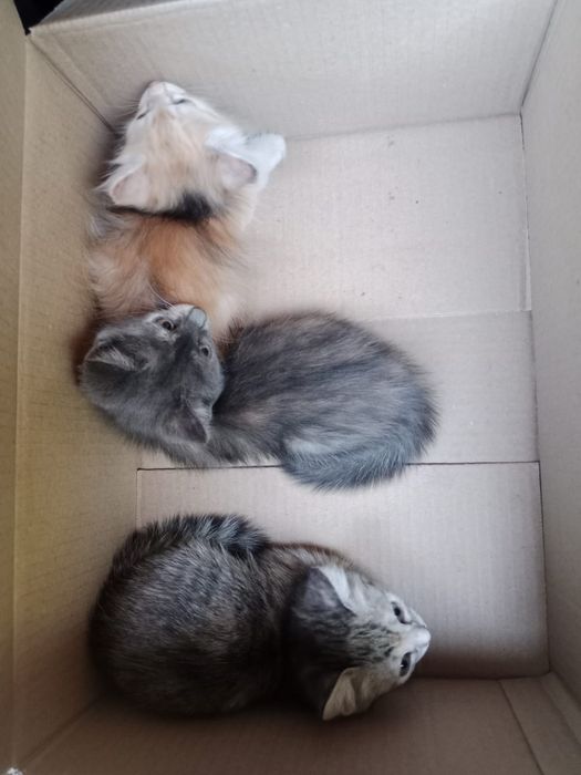 Отдам котят в добрые руки