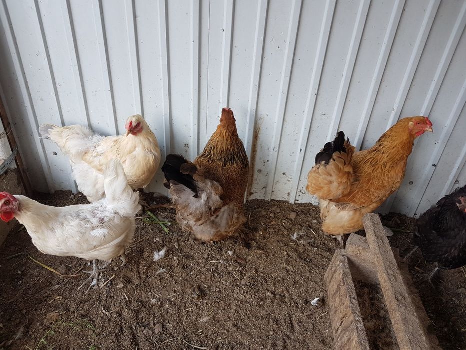 Продам кур домашних
