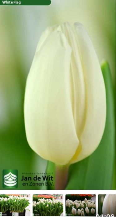 Продаем голландские тюльпаны к 8 марта