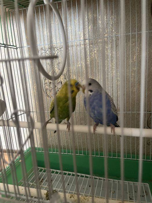 Попугаи с клеткой