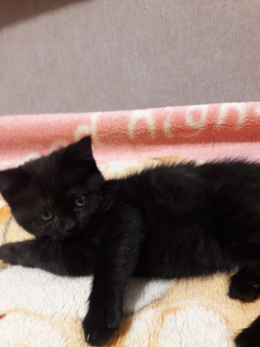 Красивый малыш ищет дом