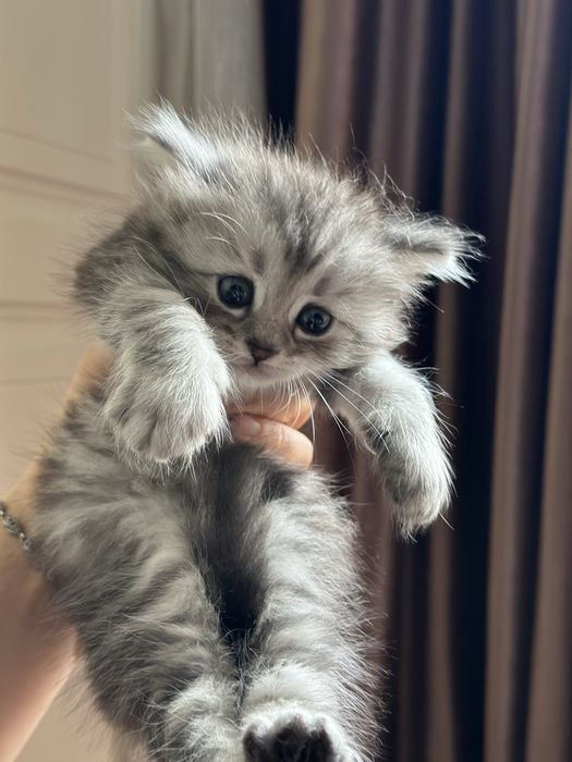 Мушук болалари зотли