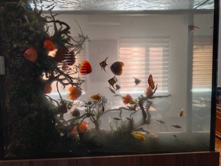 Профессиональная чистка аквариума AQUALlFE