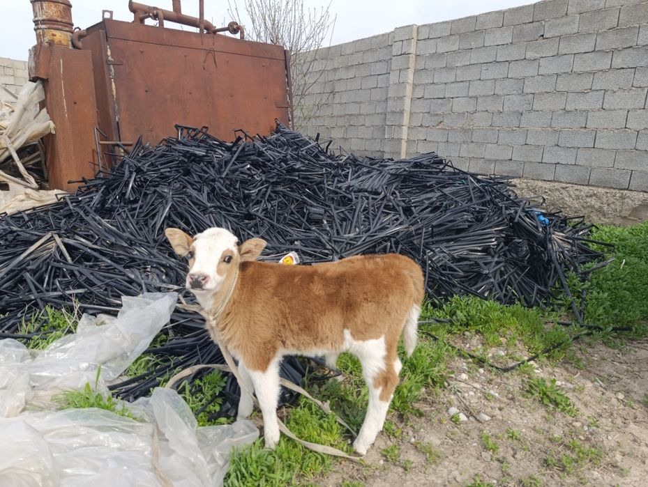 Сутли сийр сатилалади