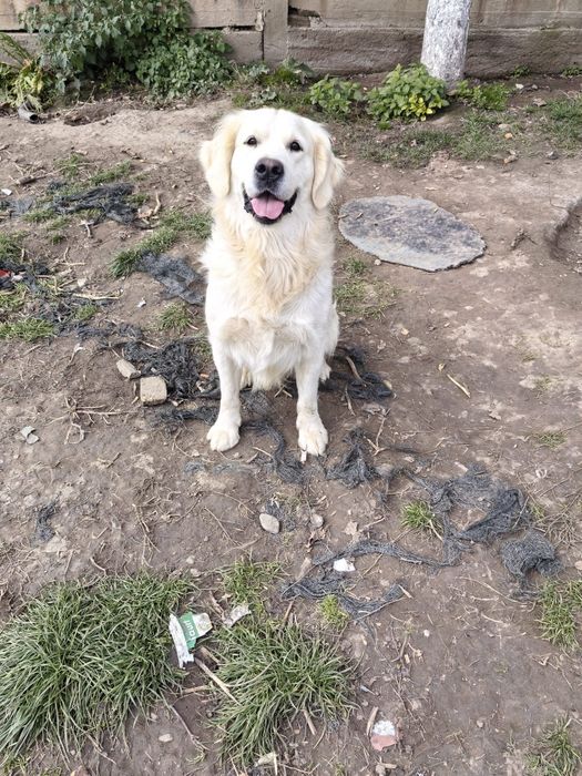 Disponibil pui femelă Golden Retriever