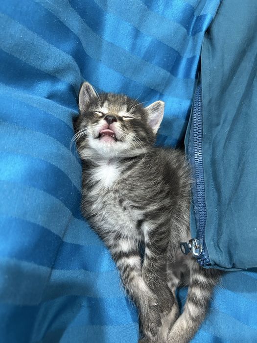 котята бесплатно