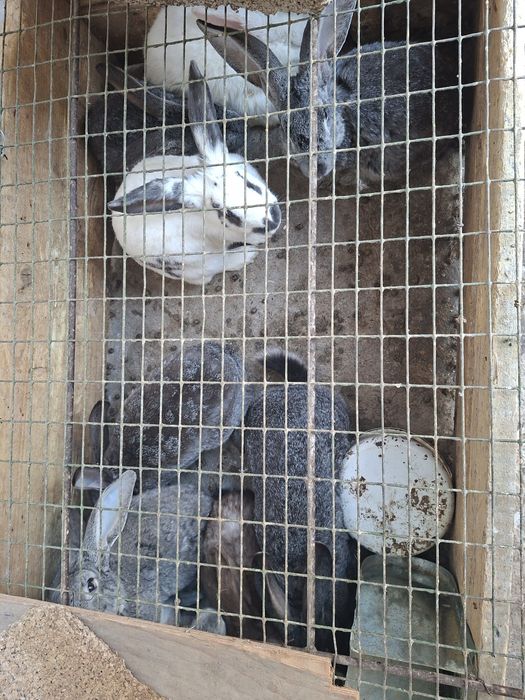 Srochno sotiladi quyonlar