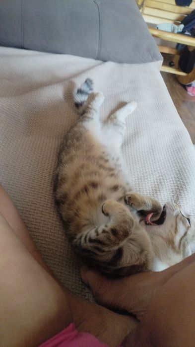 Отдам котенка бесплатно
