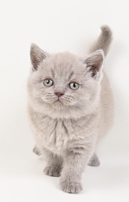 Pisoi British Shorthair colour lilac cu pedigree
