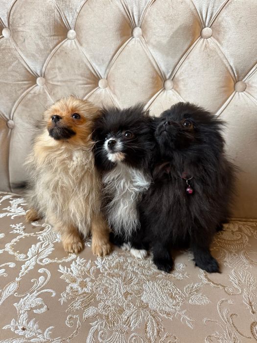 Щенки померанского шпица