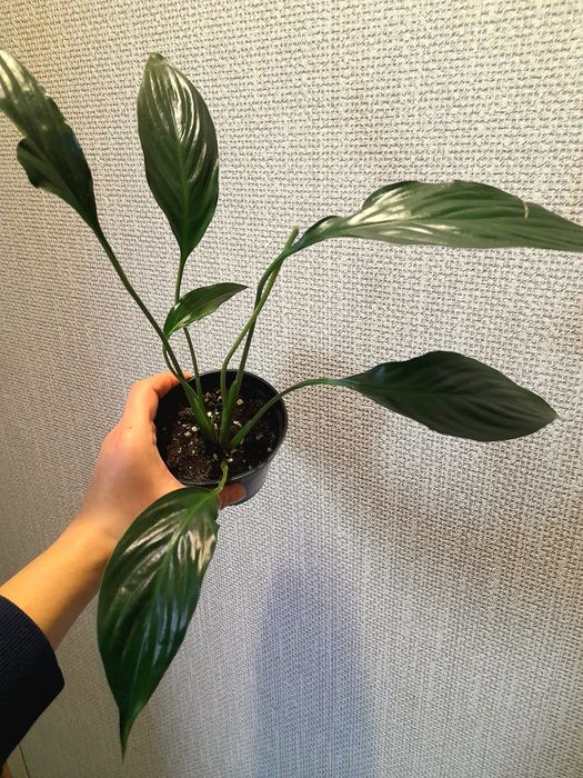 Продам Фикус бенджамина Твилайт