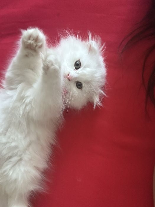 Котенок мальчик шотландский