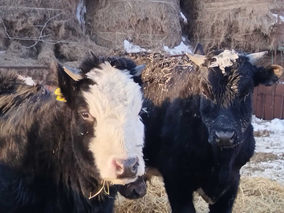 Продам трёх тёлочек на развод