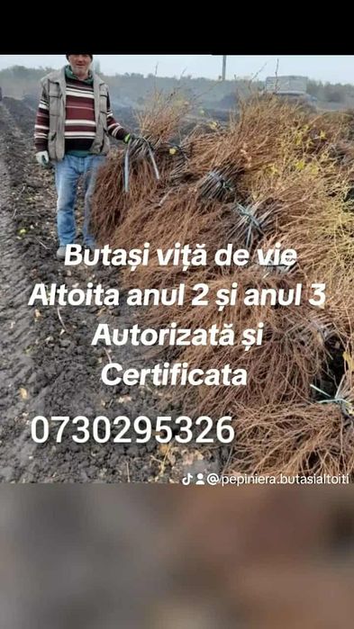 De vânzare Butași viță de vie altoită si hibridă  anul 2 si 3