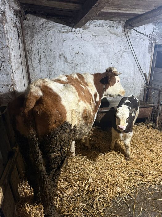 Vând vaca prima fătare cu vitel