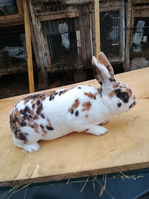 Iepurași Rex tricolor femele gestante cu pui după ele și masculi