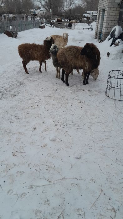 Тоқты сатылады!!