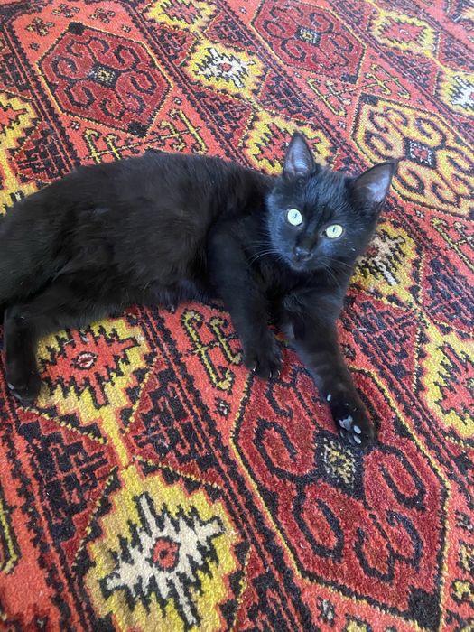 кошка в добрый руки