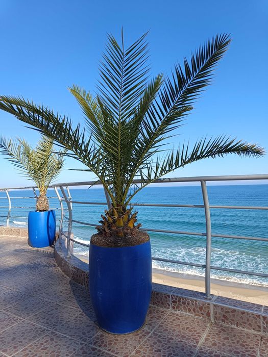 10 броя финикови палми