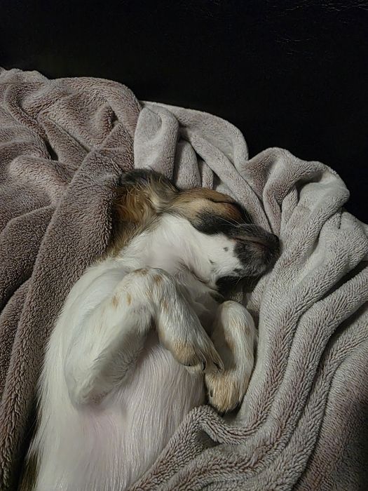 Дългокосместо Чихуахуа