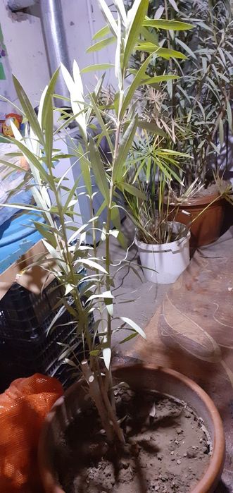 Молочай миля Туркестан