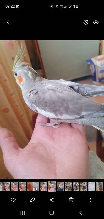 Ninfa pui 6 săptămâni