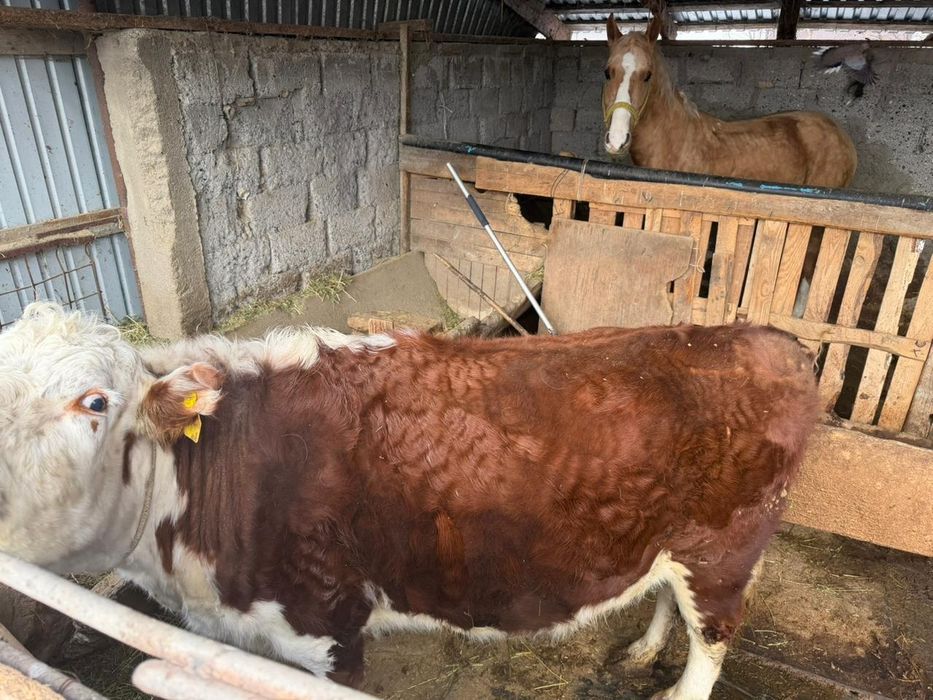 Хозяйство коровы