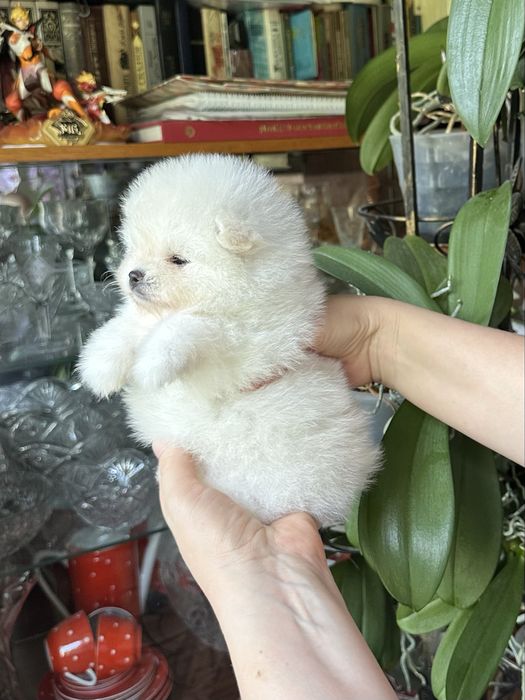 Померанский шпиц мини