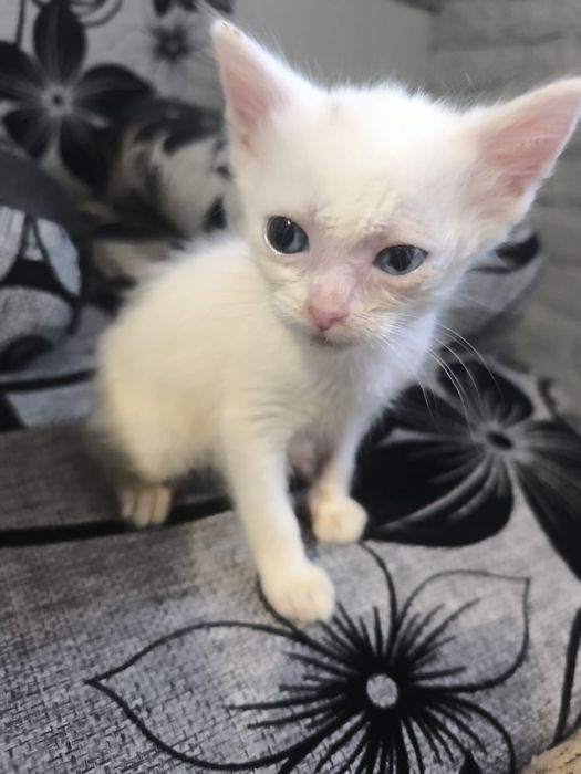 Отдам котят район Лесозавод