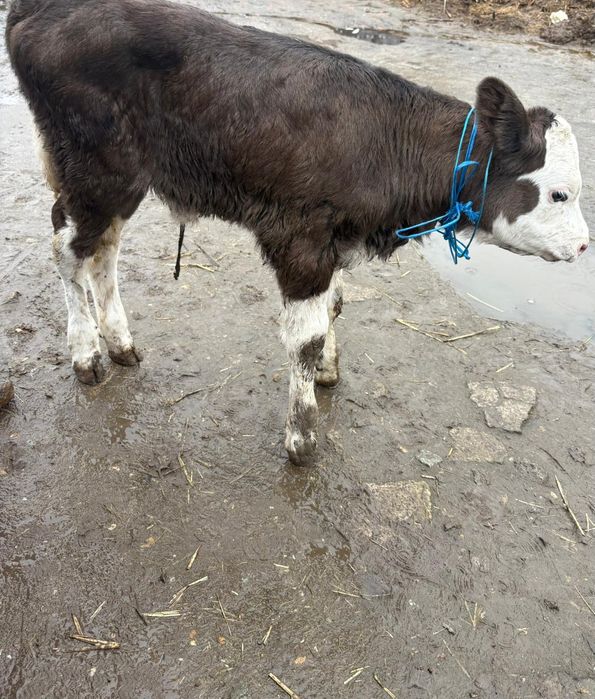 Vand Vițica Balțată