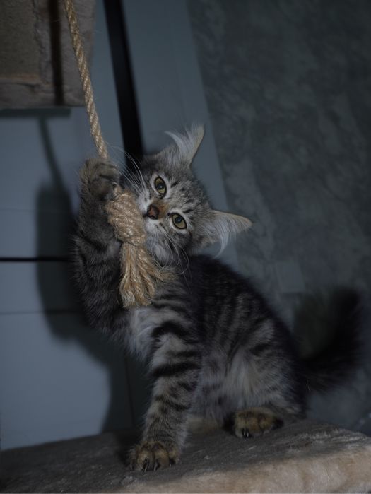 Котенок в добрые руки