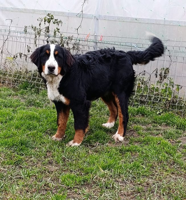 Femela Ciobanesc de Berna