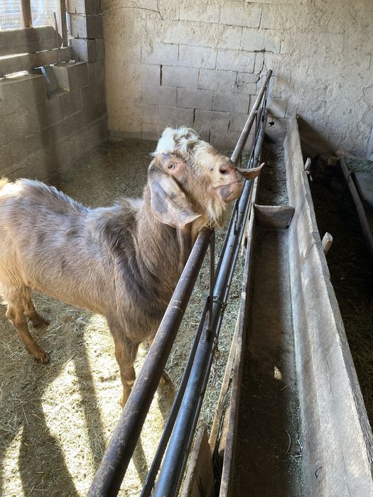 Нубиский теке сатылады