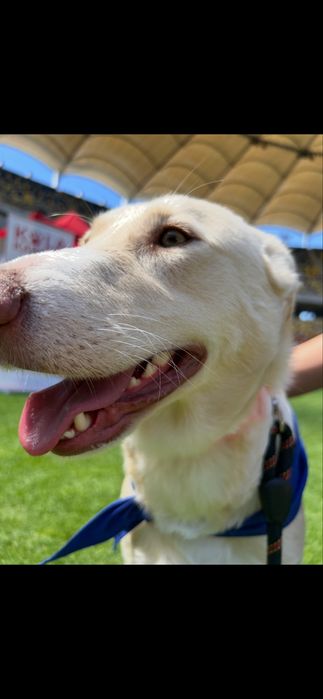 Plimb câini in Bucuresti!