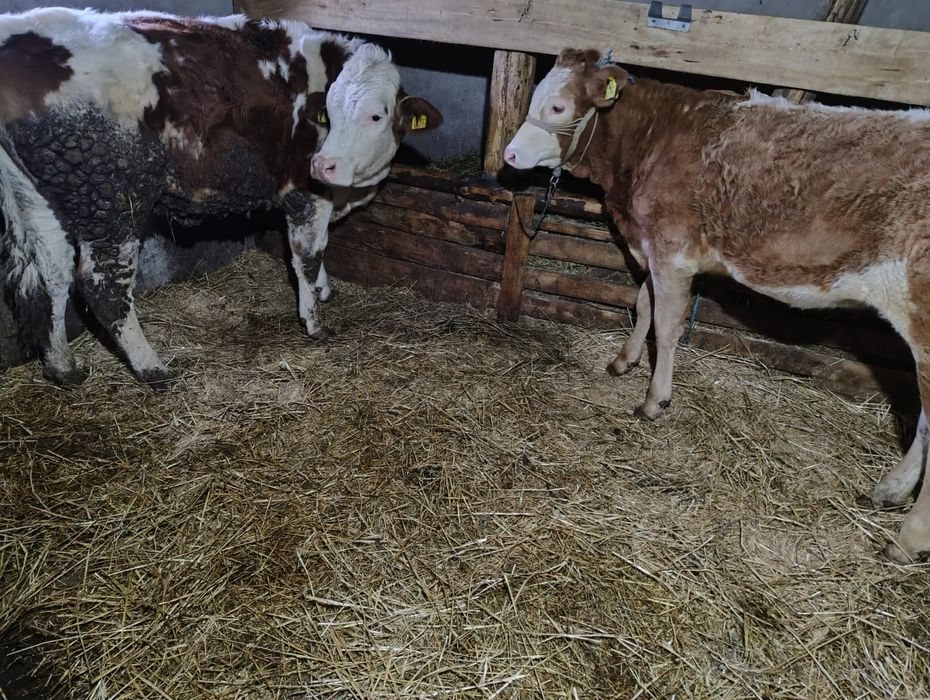 Vand două juninci gestante