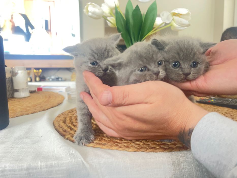 Продава британски късокосмести котета