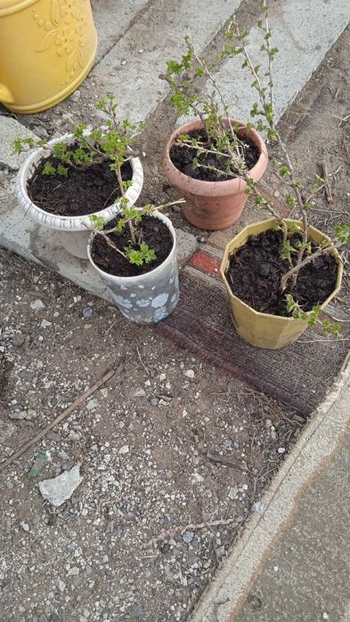 Продаю саженцы крыжовника