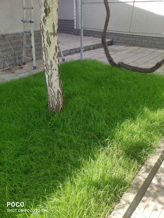 Gazon ekamiz. Urugʻ sepamiz