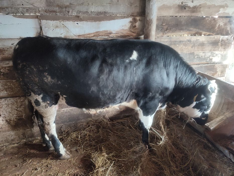 Бык сементал год и два месяца