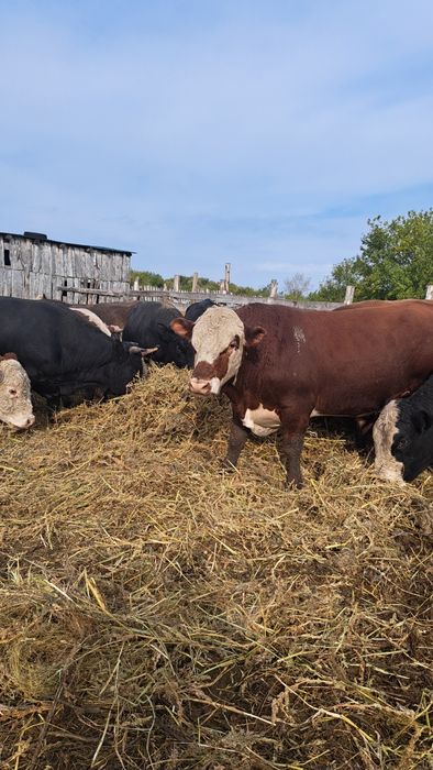 Быки двухлетки с откорма.